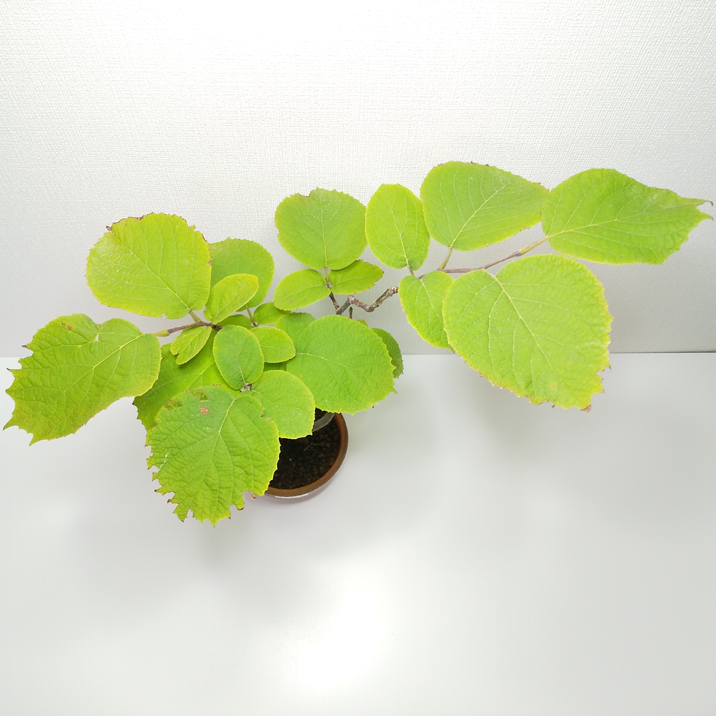 白雲木（ハクウンボク）盆栽 SS005 白雲木（ハクウンボク）盆栽 SS005